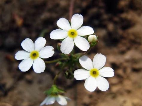 白花 意思|白花的意思